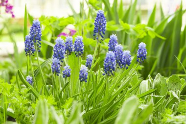 güzel mavi çiçekler