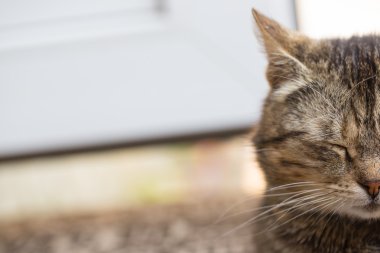 Güzel portre kedi memeli