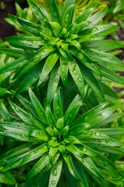 Aloe vera bitki, tropikal yeşil bitkiler sıcak hava hoş. Üstten görünüm
