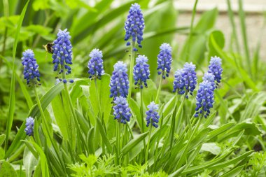 mavi çiçek rengi yeşil