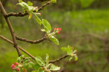 Güzel çiçek açan Japon kirazı, Sakura. Bir bahar günü çiçekli arka plan.