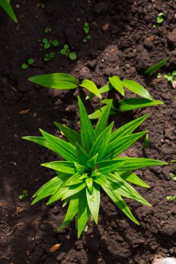 Aloe vera bitki, tropikal yeşil bitkiler sıcak hava hoş. Üstten görünüm