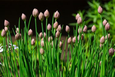 Genç ilkbaharda Filiz,