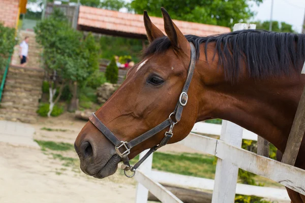 Ló a természetben. Egy ló portréja, barna ló — Stock Fotó