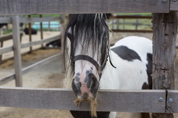 Cabeza de caballo mirando sobre las puertas del establo en el fondo de otros caballos — Foto de Stock