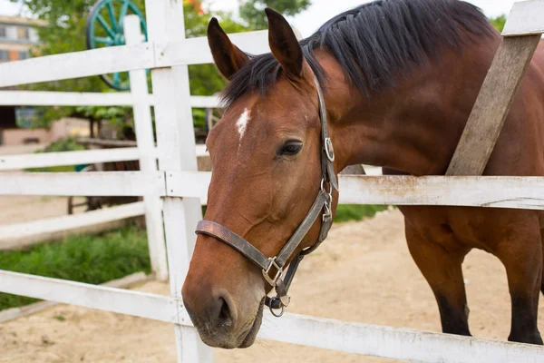 Häst på naturen. Porträtt av en häst, brun häst — Stockfoto