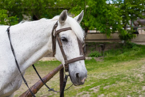 Hermoso, tranquilo, caballo blanco espera en el paddock — Foto de Stock