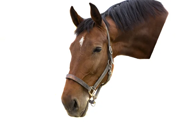 Porträt eines braunen Pferdes isoliert auf weißem Hintergrund. — Stockfoto