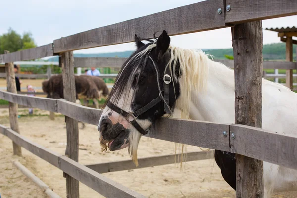 Cabeza de caballo mirando sobre las puertas del establo en el fondo de otros caballos — Foto de Stock