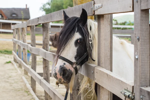 Häst tittar över de stabila dörrarna på bakgrunden av andra hästar — Stockfoto