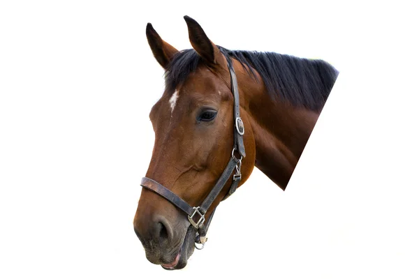 Beyaz arka plan üzerinde izole kahverengi at portresi.