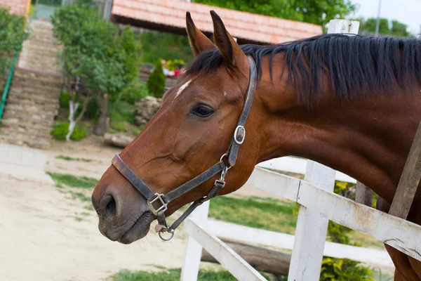 Häst på naturen. Porträtt av en häst, brun häst — Stockfoto