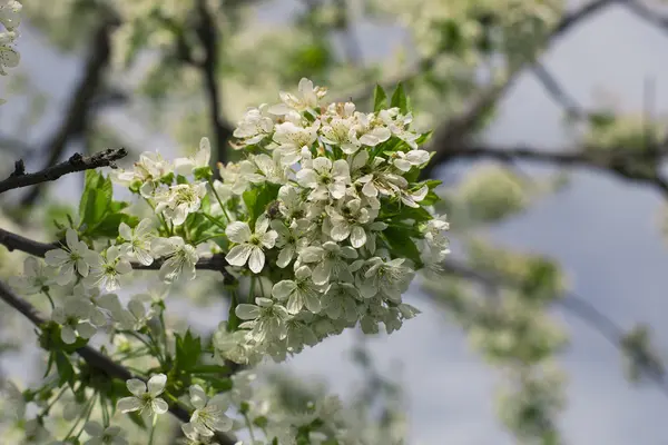 Piękna Fauna Produkcji Szklarni Płytkiej Głębi Ostrości — Zdjęcie stockowe