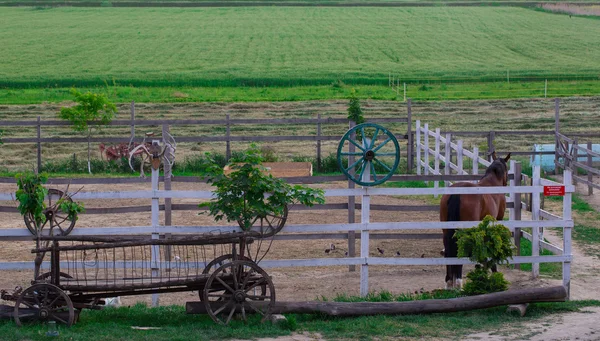 Thoroughbred Stallion Cavalos Pastando Pasto Desfrutando Sol Início Primavera Cotswolds — Fotografia de Stock