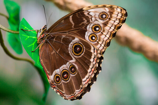 Closeup butterfly on flower. Common tiger butterfly.