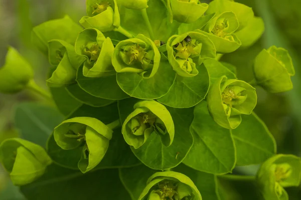 Hermosa Producción Fauna Invernadero Profundidad Superficial Del Campo —  Fotos de Stock