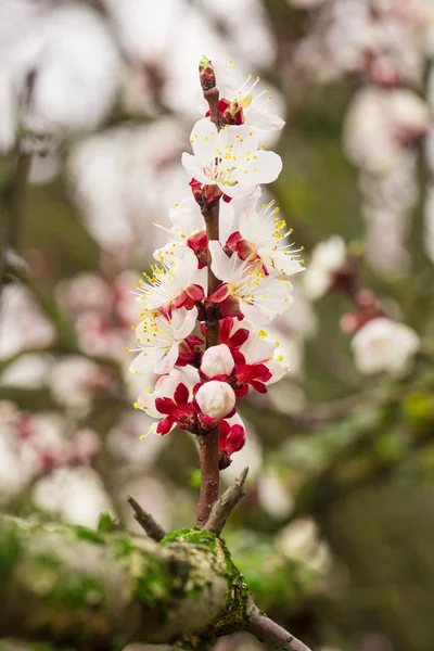 Beautiful fauna Production in the greenhouse. Shallow depth of field. — Stock Photo, Image