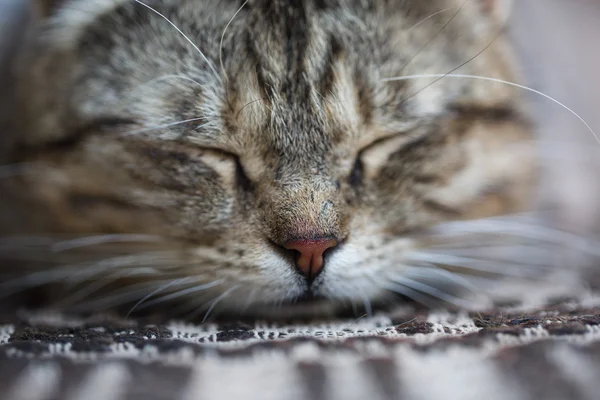 Hermoso retrato gato mamífero — Foto de Stock