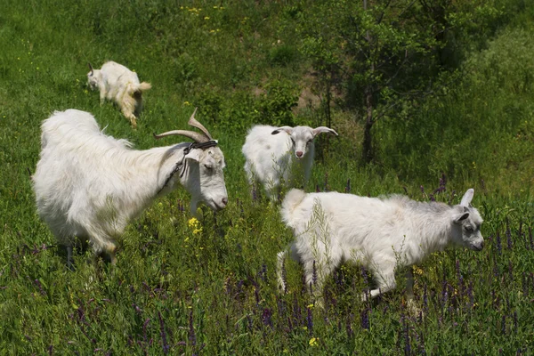 Chèvre Avec Bouquet Herbe Verte Luxuriante Sur Prairie Été — Photo