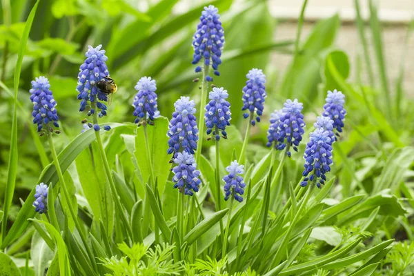 Güzel fauna üretim sera içinde. Sığ derinlik-in tarla.