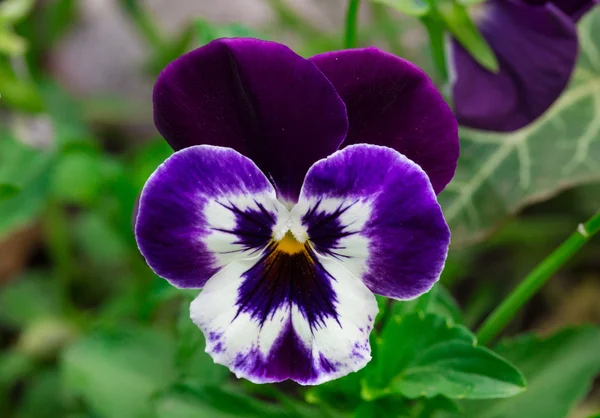 Viola Cornuta Rogaty Pansy Czernica Pansy — Zdjęcie stockowe