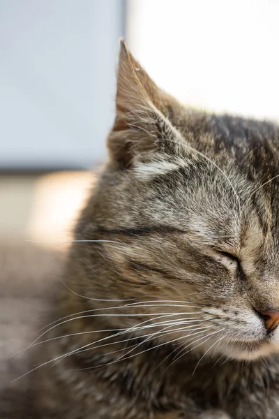 Hermoso retrato gato mamífero — Foto de Stock