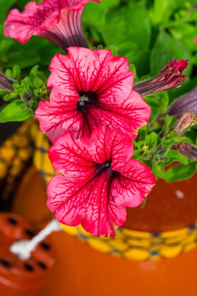 Cosmos Rosa Flores Belleza — Foto de Stock