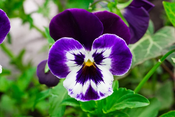 Hercai Menekşe Viola cornuta, boynuzlu pansy, tufted