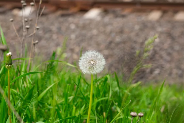 Dandelion Bright Meadow Bright — Stock Photo, Image