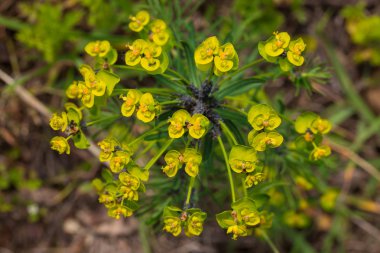 arı çiçek nektar toplar.