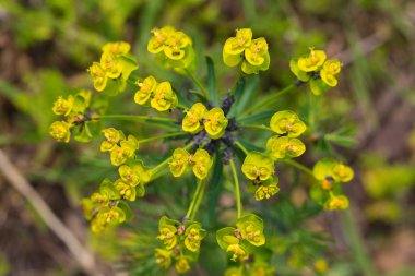 arı çiçek nektar toplar.