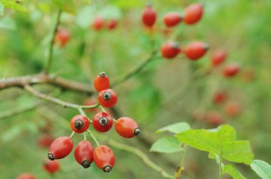 Gül kalçası. Gül kalçalarının meyveleri. Ukrayna altın sonbaharı. Telefon ve tabletler için gül kalçalı arka plan. 