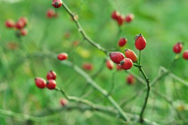 Gül kalçası. Gül kalçalarının meyveleri. Ukrayna altın sonbaharı. Telefon ve tabletler için gül kalçalı arka plan. 