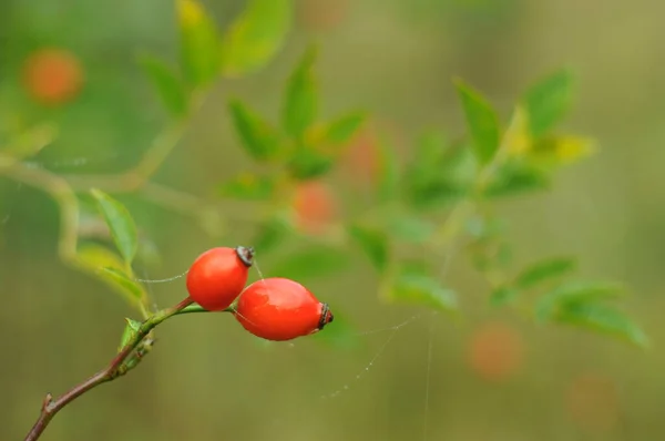 Rose hip. The fruits of rose hips. Ukrainian golden autumn. Background with rose hips for phones and tablets.