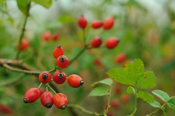 Różane Biodro Owoce Różanych Bioder Ukraińska Złota Jesień Tło Różowymi — Zdjęcie stockowe
