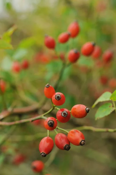 Rose Hip Plody Růžových Boků Ukrajinský Zlatý Podzim Pozadí Růžovými — Stock fotografie