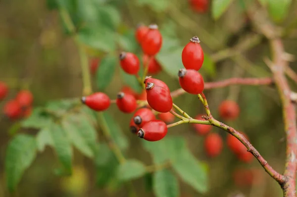 Różane Biodro Owoce Różanych Bioder Ukraińska Złota Jesień Tło Różowymi — Zdjęcie stockowe