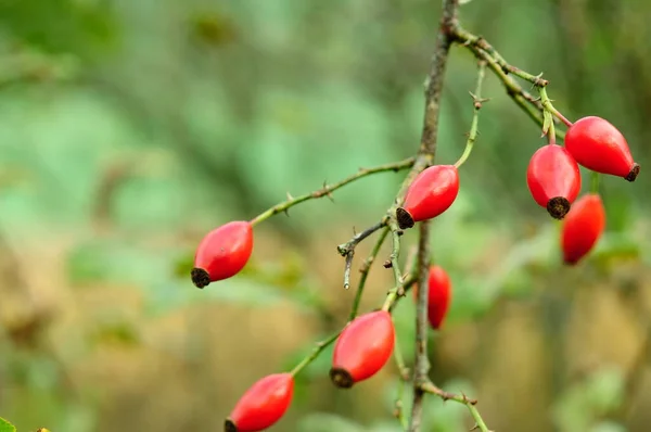 Rosa Canina Frutti Dei Rosa Canina Autunno Oro Ucraino Sfondo — Foto Stock