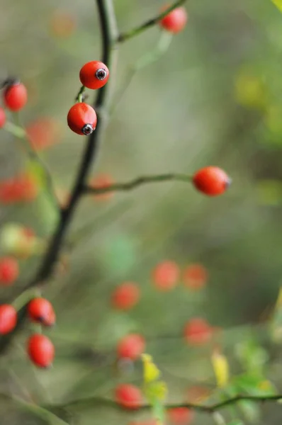 Rose Hip Frutos Das Rosas Outono Dourado Ucraniano Fundo Com — Fotografia de Stock