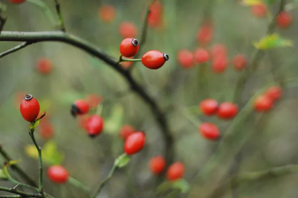 Rose Hip Frutos Das Rosas Outono Dourado Ucraniano Fundo Com — Fotografia de Stock