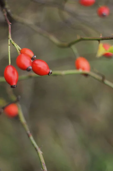 Rose Hip Frutos Das Rosas Outono Dourado Ucraniano Fundo Com — Fotografia de Stock