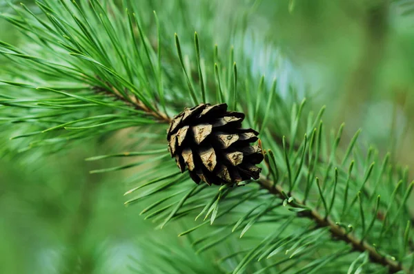 Branches Coniferous Trees Branches Cones Background Phone Tablet Evergeen Coniferous — Stock Photo, Image