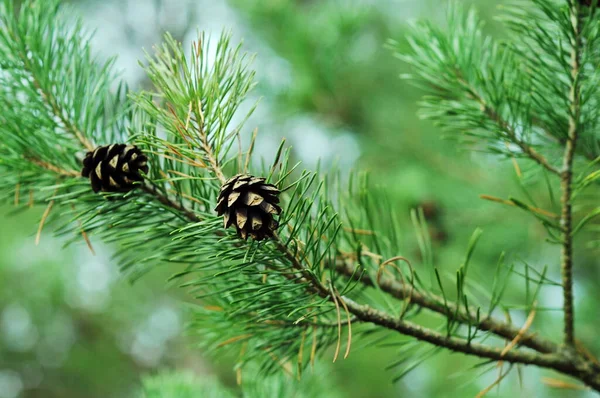 針葉樹の枝 電話やタブレット上の背景のためのコーンと枝 常緑針葉樹の木 ウィキペディアの写真 — ストック写真