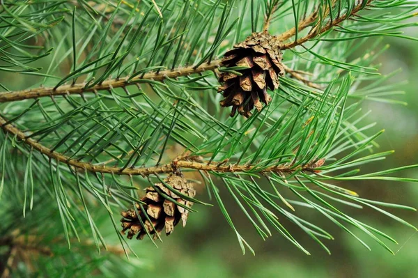 Branches of coniferous trees. Branches with cones for background on phone and tablet. Evergeen coniferous trees. Photos for Wikipedia.