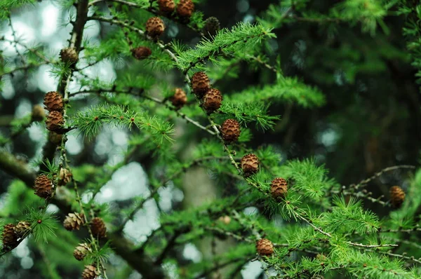Branches of coniferous trees. Branches with cones for background on phone and tablet. Evergeen coniferous trees. Photos for Wikipedia.