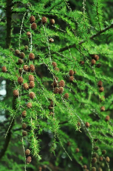 송이송이 열매맺힌 휴대폰과 태블릿에 정보를 추상체가 브랜치 Evergeen Coniferous Photos — 스톡 사진