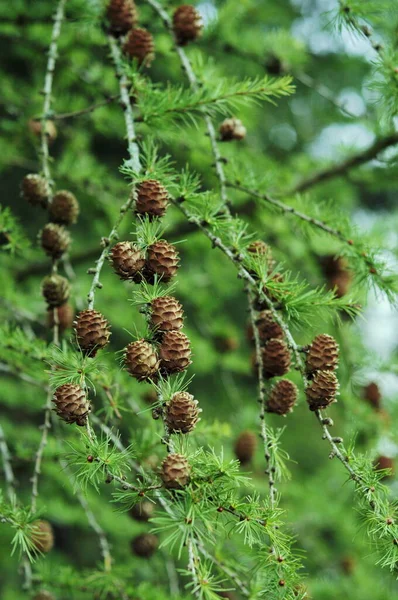 송이송이 열매맺힌 휴대폰과 태블릿에 정보를 추상체가 브랜치 Evergeen Coniferous Photos — 스톡 사진