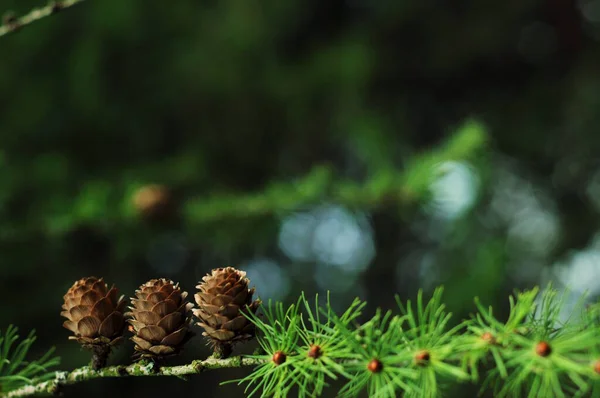 Branches Coniferous Trees Branches Cones Background Phone Tablet Evergeen Coniferous — Stock Photo, Image