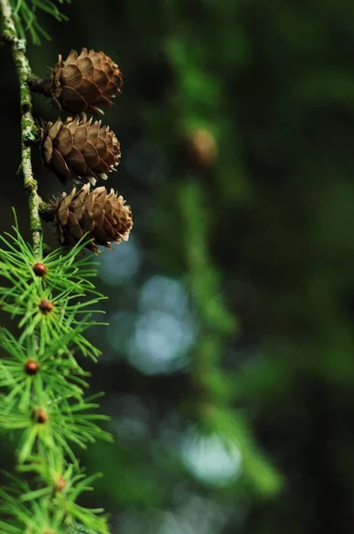 Branches Coniferous Trees Branches Cones Background Phone Tablet Evergeen Coniferous — Stock Photo, Image