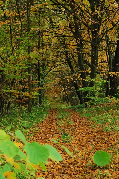 Autumn Nature Forest Road Covered Autumn Yellow Leaves Cold Breath — Stock Photo, Image